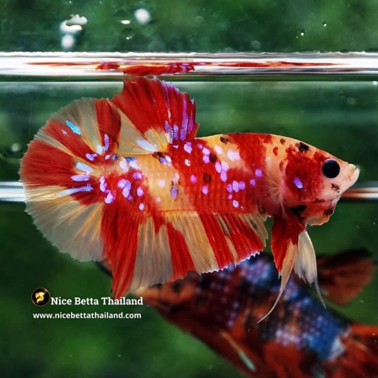 Betta Fish Fire Blossom Star Koi HMPK (Competiton Grade)