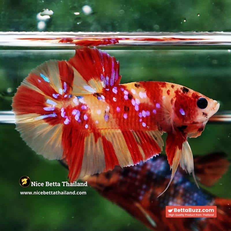 Betta Fish Fire Blossom Star Koi HMPK (Competiton Grade)