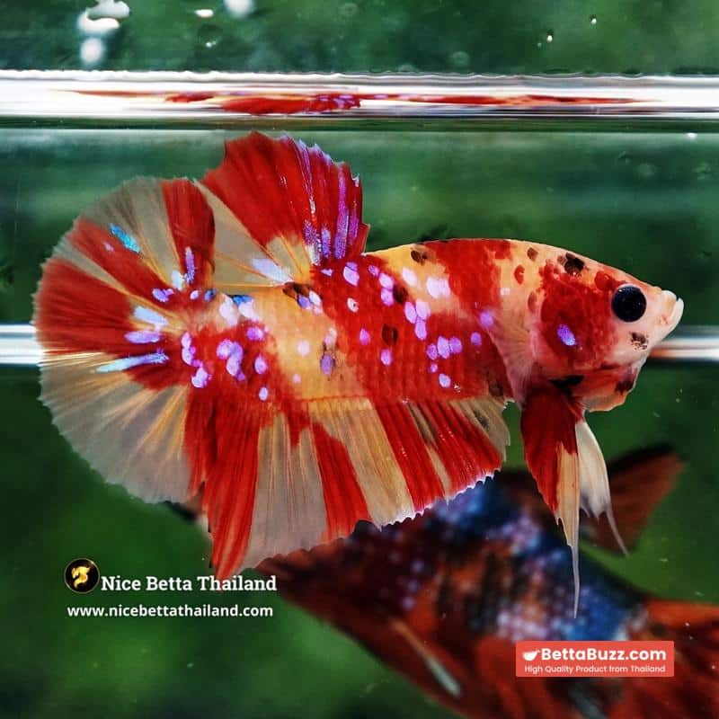 Betta Fish Fire Blossom Star Koi HMPK (Competiton Grade) - Image 4