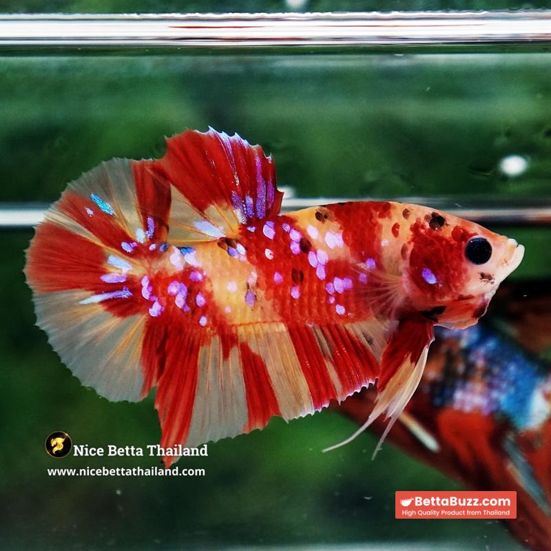 Betta Fish Fire Blossom Star Koi HMPK (Competiton Grade) - Image 6