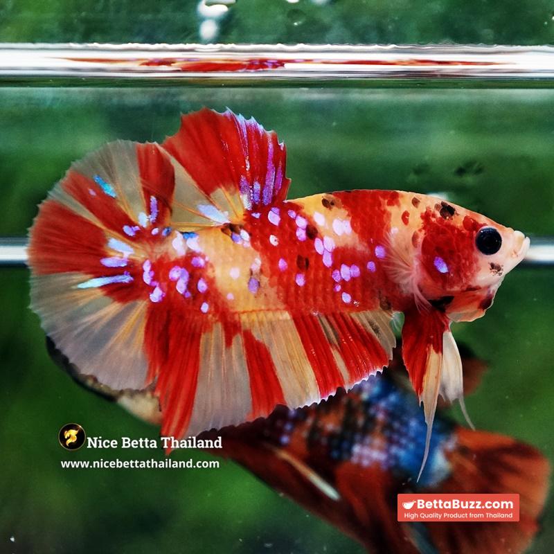 Betta Fish Fire Blossom Star Koi HMPK (Competiton Grade) - Image 7