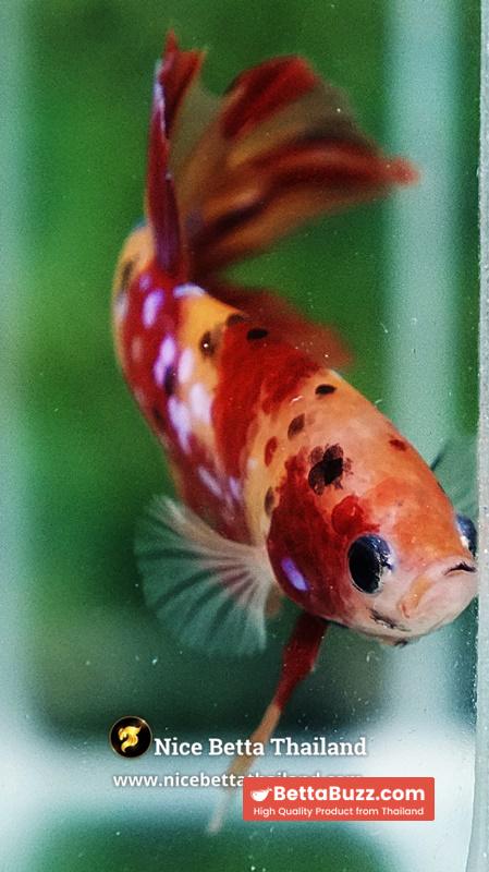 Betta Fish Fire Blossom Star Koi HMPK (Competiton Grade) - Image 10