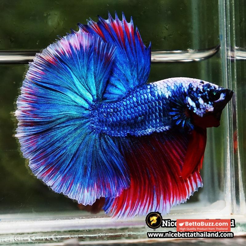 Betta Fish Fancy Deep Sea Monster Sky Hawk OHM - Image 3