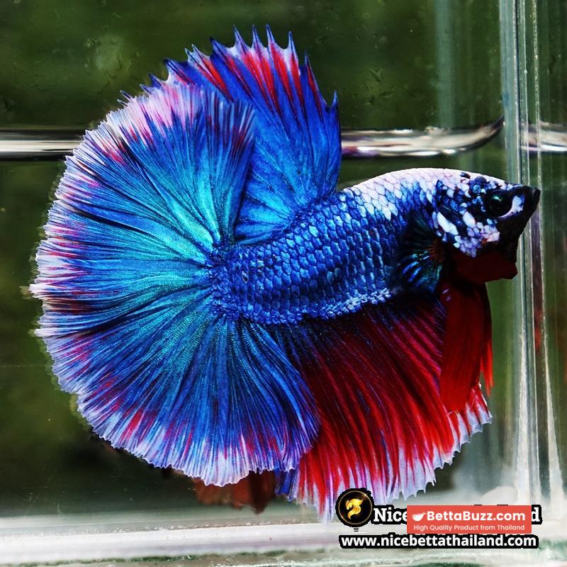 Betta Fish Fancy Deep Sea Monster Sky Hawk OHM - Image 5