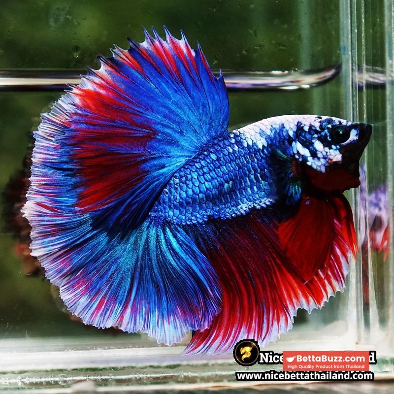 Betta Fish Fancy Deep Sea Monster Sky Hawk OHM - Image 7