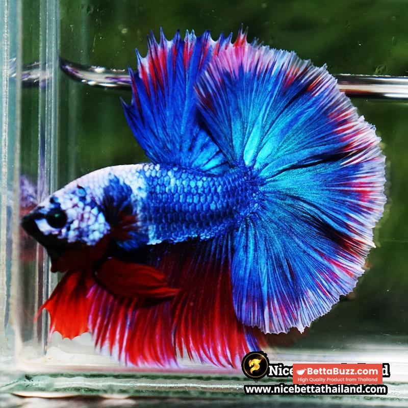 Betta Fish Fancy Deep Sea Monster Sky Hawk OHM - Image 2
