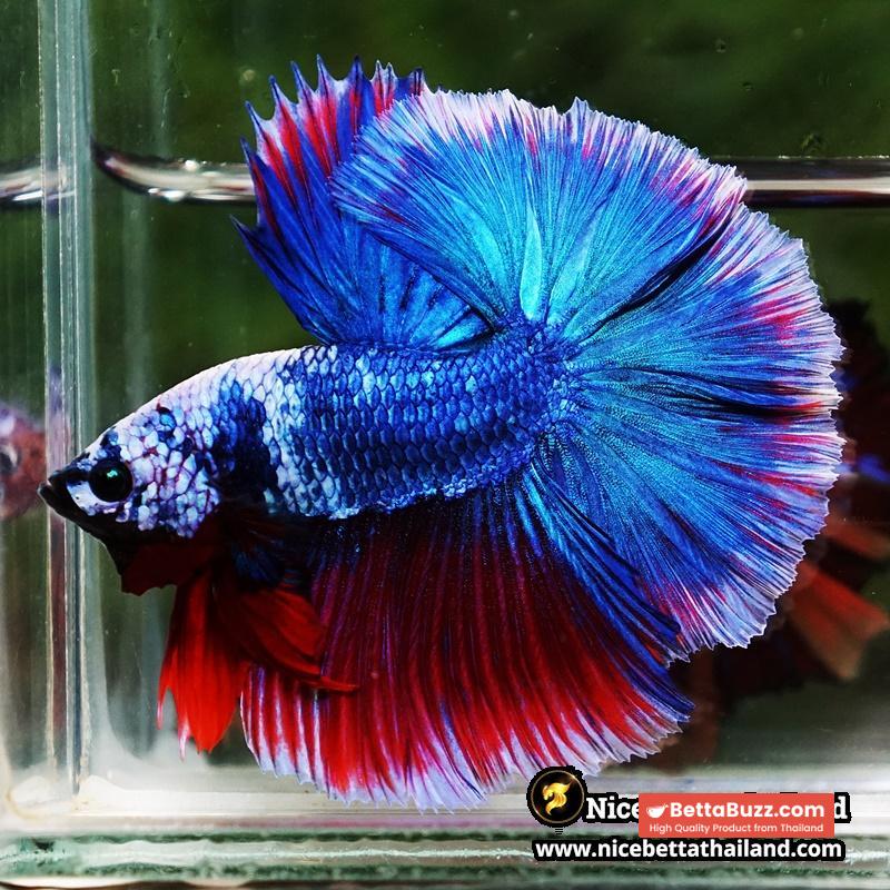 Betta Fish Fancy Deep Sea Monster Sky Hawk OHM - Image 4