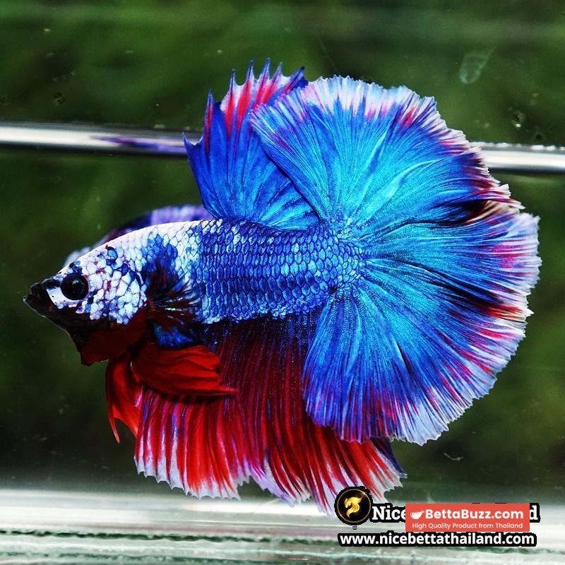 Betta Fish Fancy Deep Sea Monster Sky Hawk OHM - Image 6