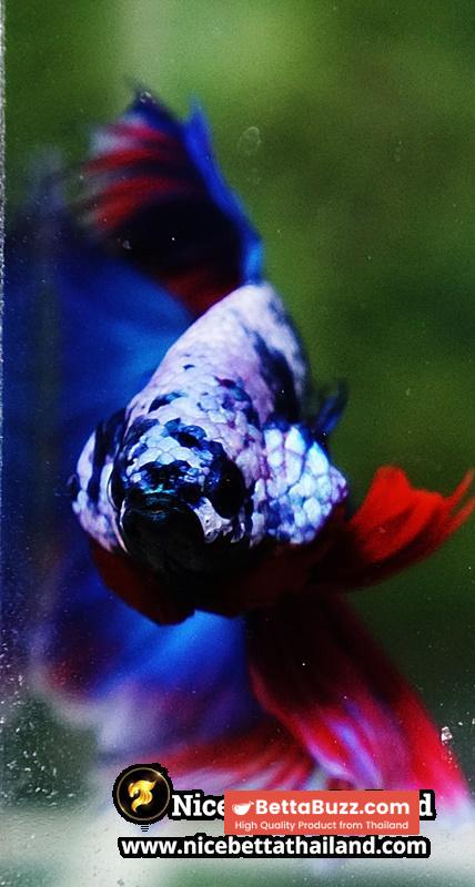 Betta Fish Fancy Deep Sea Monster Sky Hawk OHM - Image 9