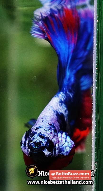 Betta Fish Fancy Deep Sea Monster Sky Hawk OHM - Image 11