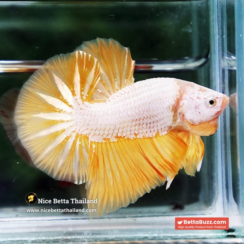 Betta Fish Golden Dream Dragon Full Helmet OHMPK - Image 3