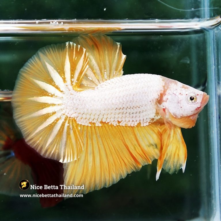 Betta Fish Golden Dream Dragon Full Helmet OHMPK