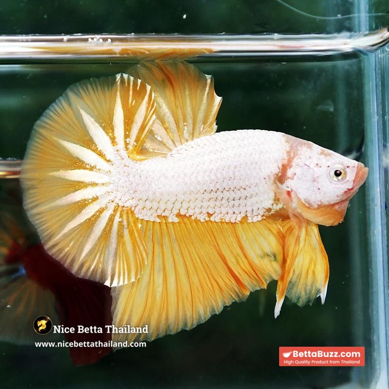 Betta Fish Golden Dream Dragon Full Helmet OHMPK