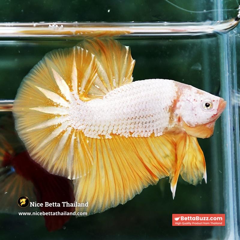 Betta Fish Golden Dream Dragon Full Helmet OHMPK - Image 5