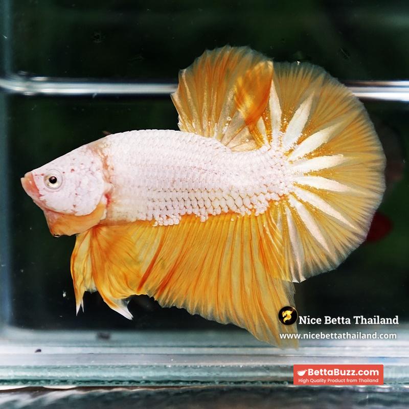 Betta Fish Golden Dream Dragon Full Helmet OHMPK - Image 4