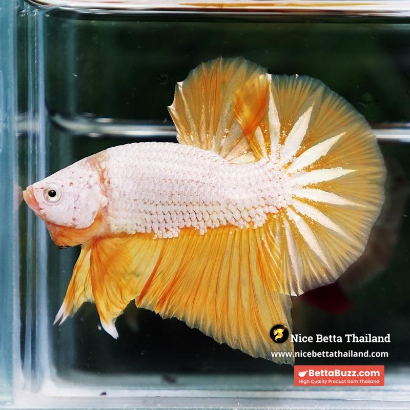 Betta Fish Golden Dream Dragon Full Helmet OHMPK - Image 6