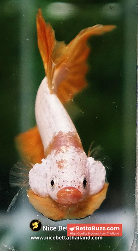 Betta Fish Golden Dream Dragon Full Helmet OHMPK - Image 7