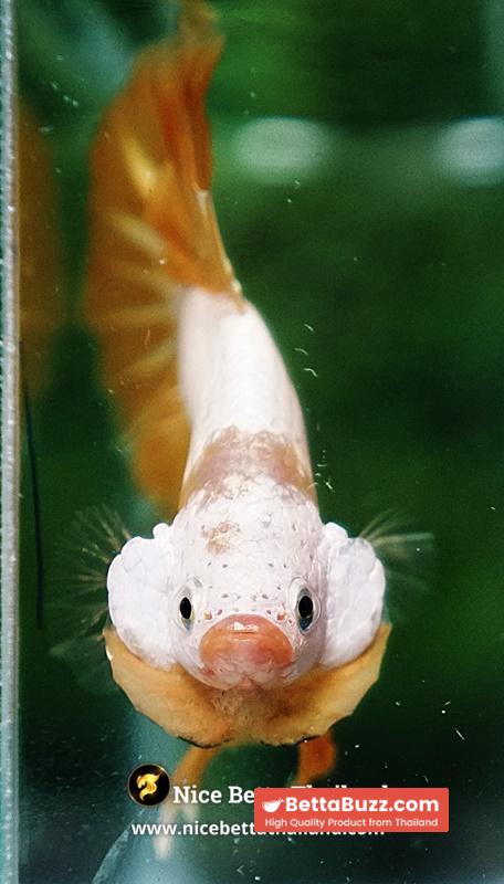 Betta Fish Golden Dream Dragon Full Helmet OHMPK - Image 8