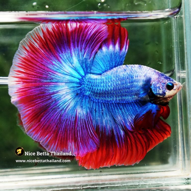 Betta Fish Prince of Thailand Flag OHM