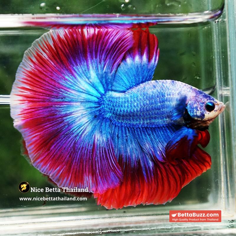 Betta Fish Prince of Thailand Flag OHM
