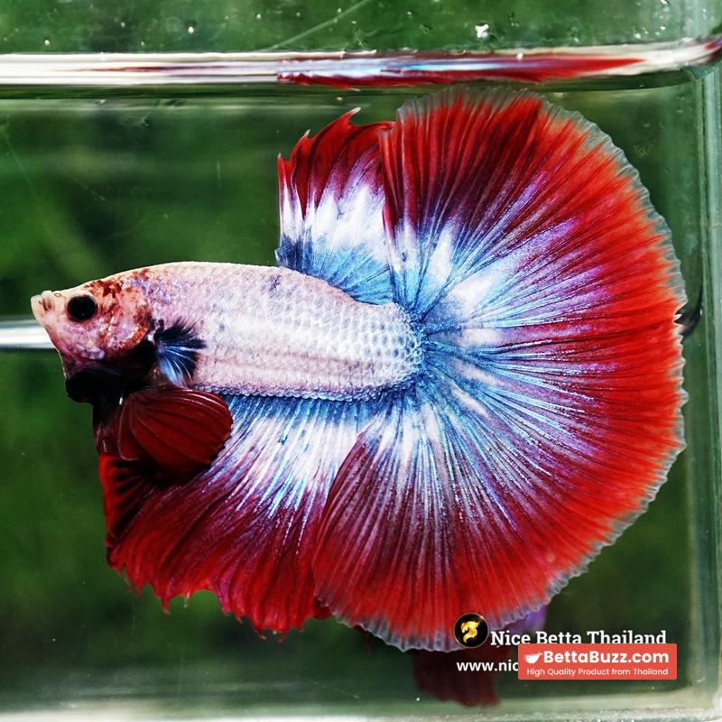 Betta Fish Mascot ThaiFlag Knight OHM - Image 4