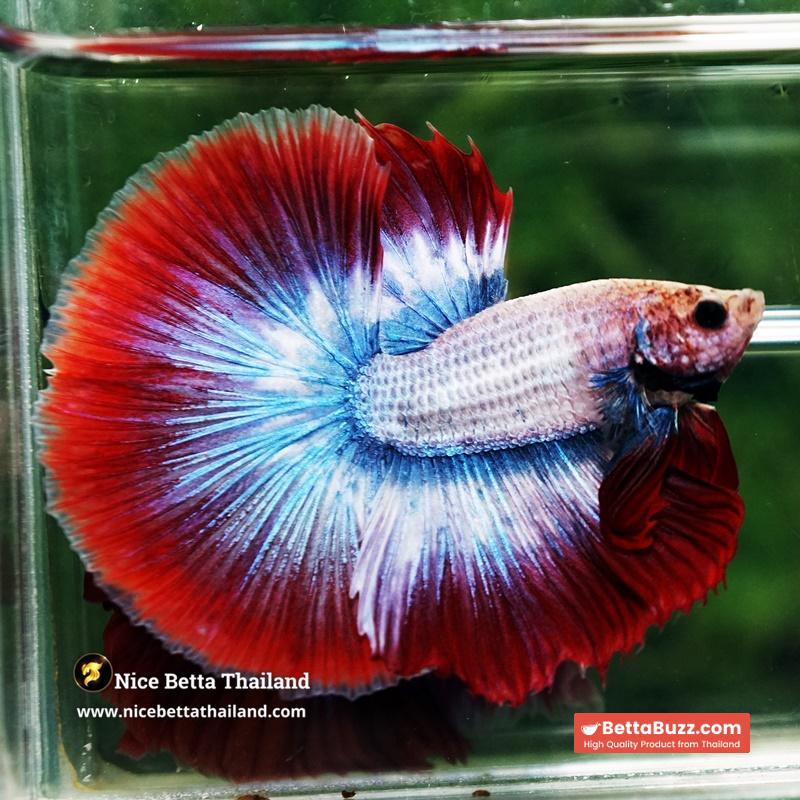 Betta Fish Mascot ThaiFlag Knight OHM - Image 3