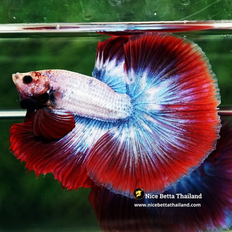 Betta Fish Mascot ThaiFlag Knight OHM