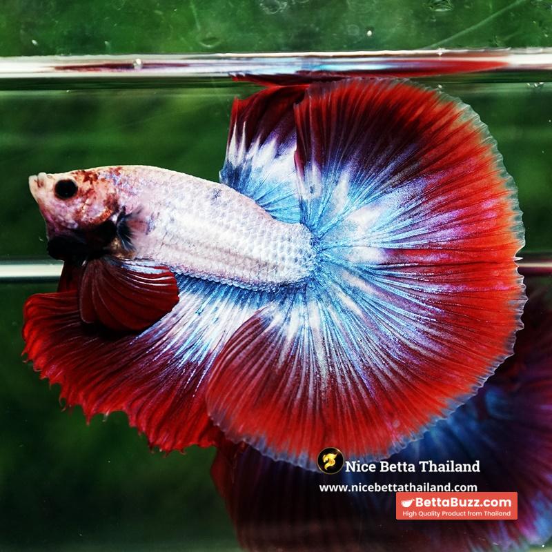Betta Fish Mascot ThaiFlag Knight OHM