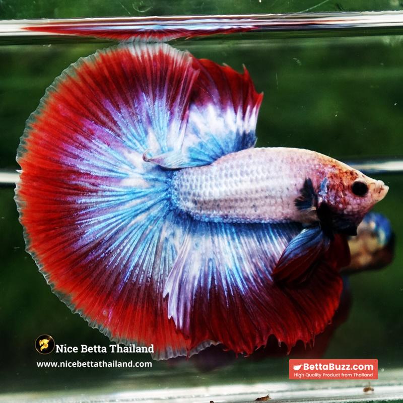 Betta Fish Mascot ThaiFlag Knight OHM - Image 5