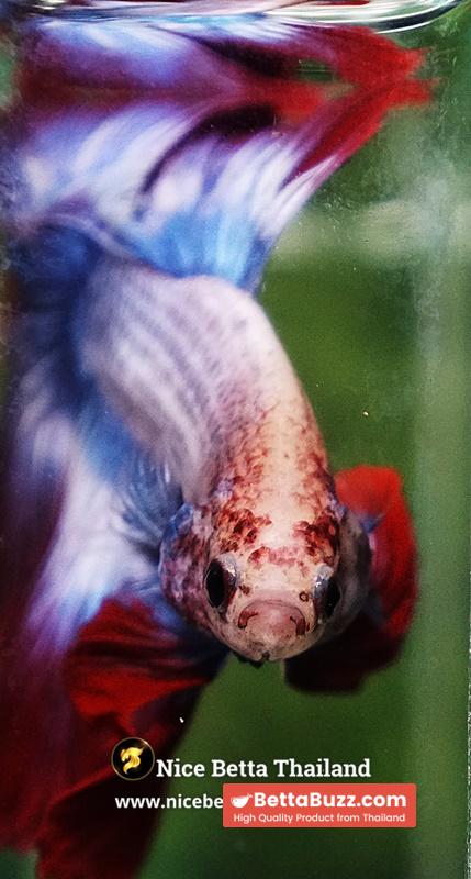 Betta Fish Mascot ThaiFlag Knight OHM - Image 6