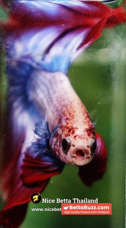 Betta Fish Mascot ThaiFlag Knight OHM - Image 7