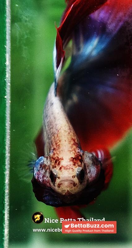 Betta Fish Mascot ThaiFlag Knight OHM - Image 8