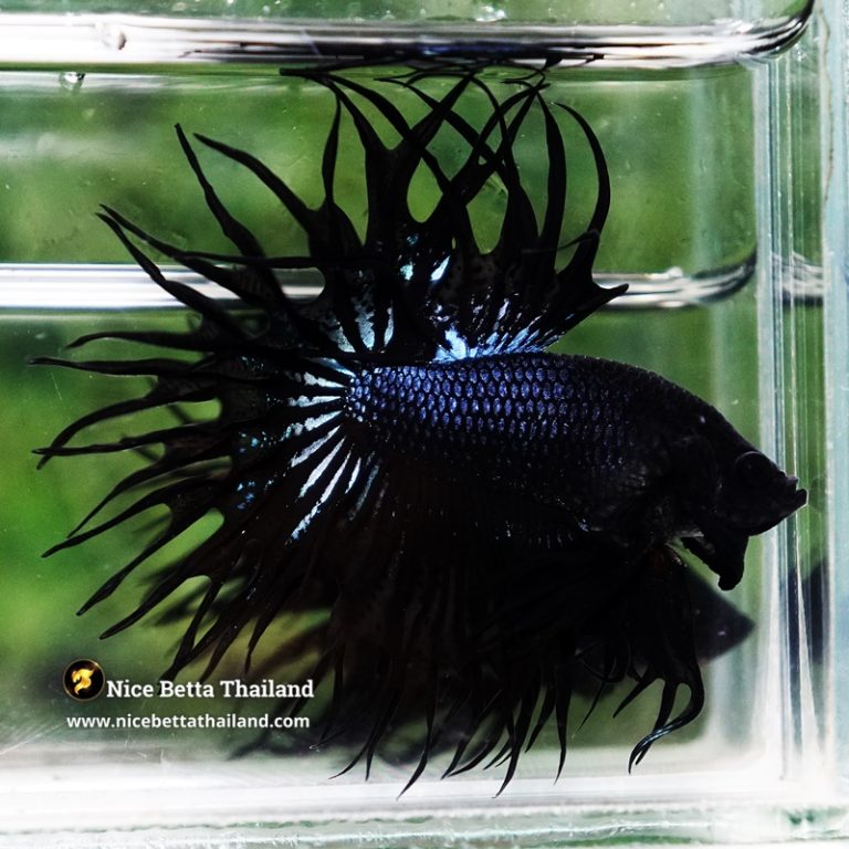 Betta Fish Serpent Noir Enigma CT