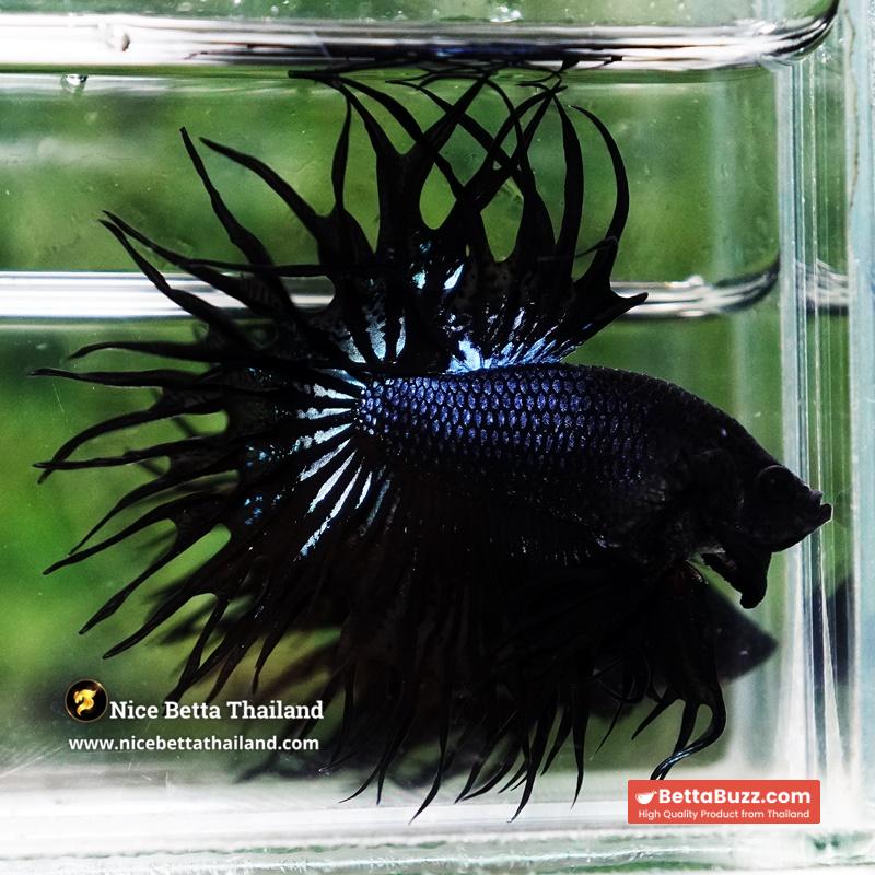 Betta Fish Serpent Noir Enigma CT