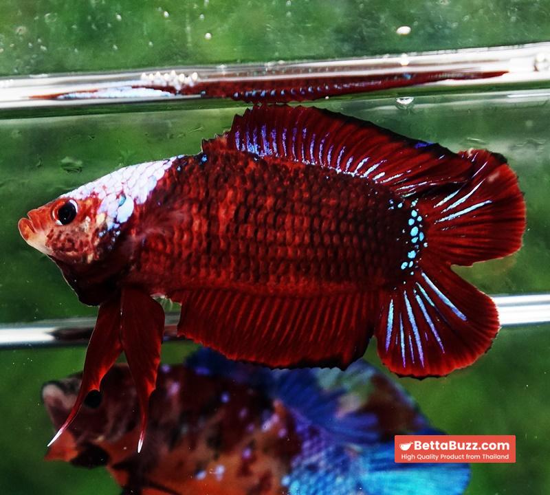 Betta fish DTPK Helment Hell Boy Warrior - Image 3