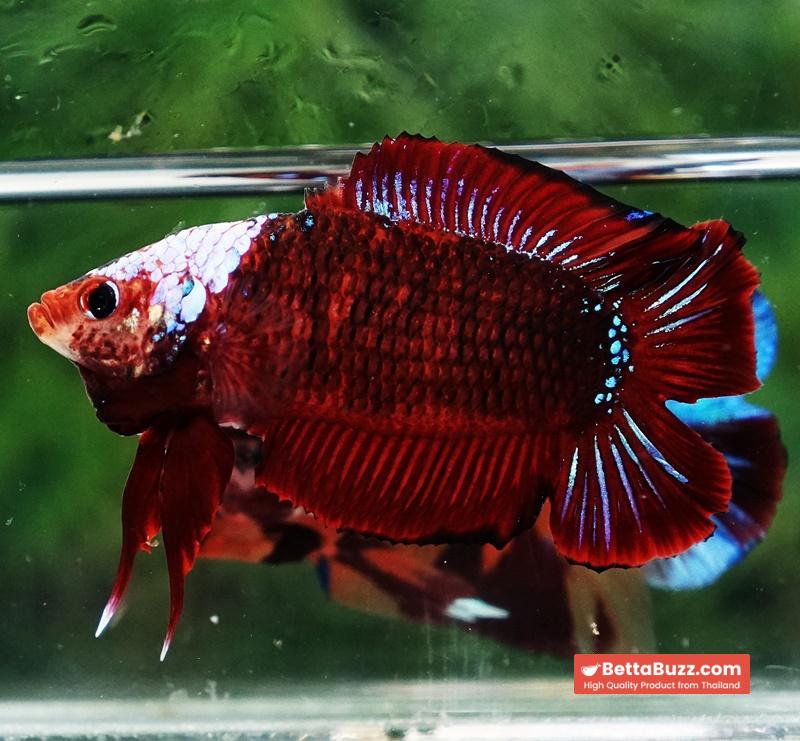 Betta fish DTPK Helment Hell Boy Warrior - Image 5