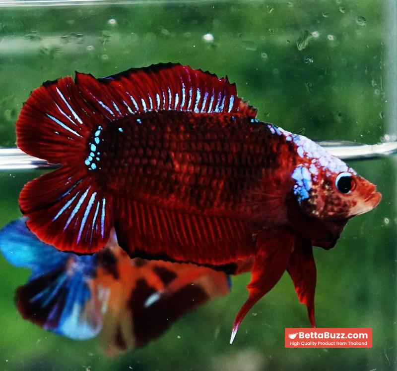 Betta fish DTPK Helment Hell Boy Warrior - Image 6