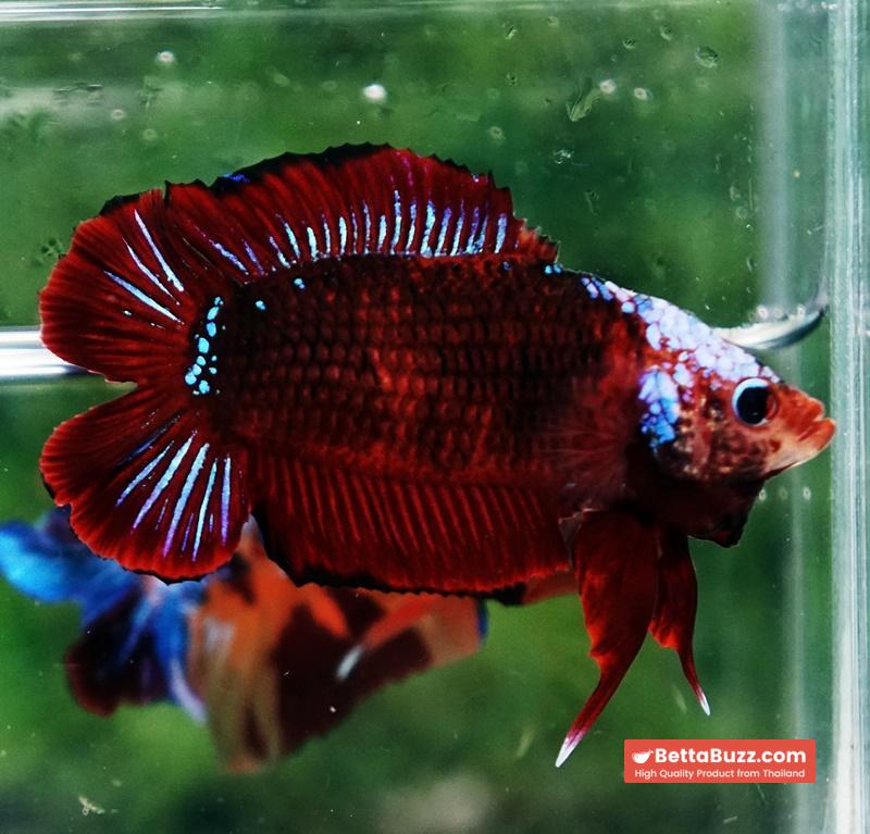 Betta fish DTPK Helment Hell Boy Warrior