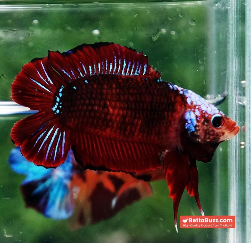 Betta fish DTPK Helment Hell Boy Warrior - Image 4