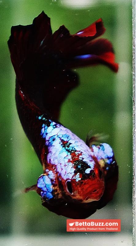 Betta fish DTPK Helment Hell Boy Warrior - Image 7