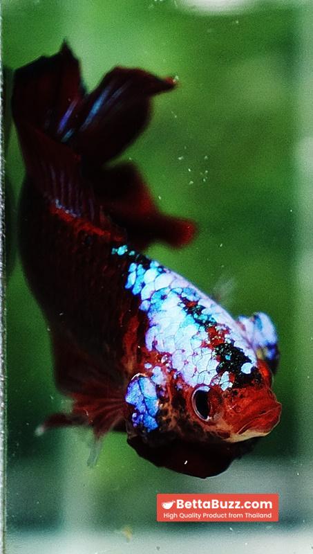 Betta fish DTPK Helment Hell Boy Warrior - Image 8