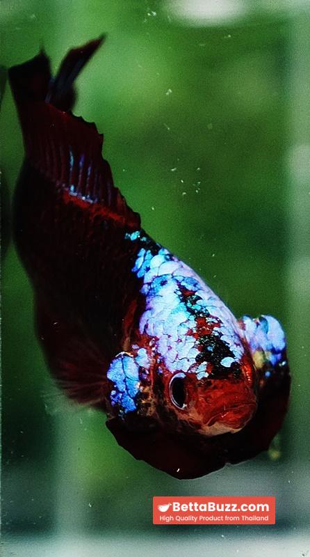 Betta fish DTPK Helment Hell Boy Warrior - Image 9