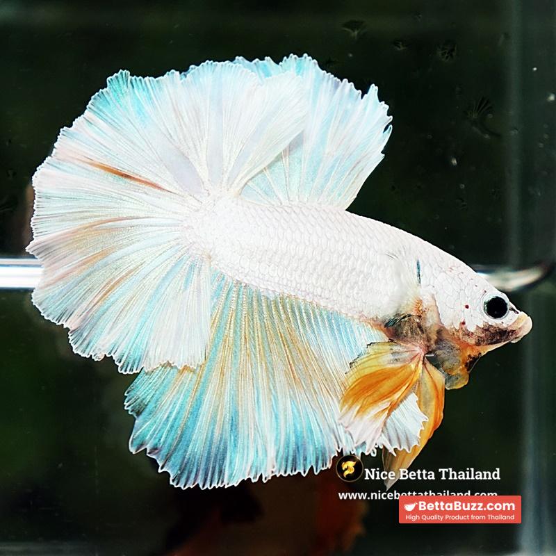 Betta Fish Platinum Yellow Moon Night Sky Hawk OHM - Image 4