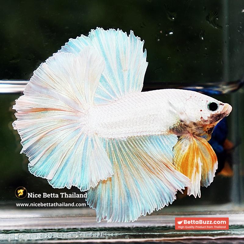 Betta Fish Platinum Yellow Moon Night Sky Hawk OHM - Image 6