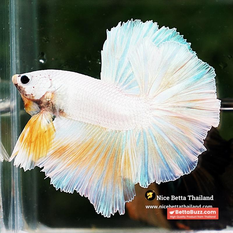 Betta Fish Platinum Yellow Moon Night Sky Hawk OHM - Image 5