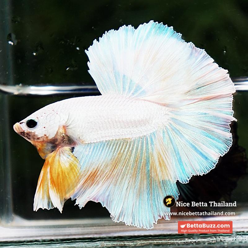 Betta Fish Platinum Yellow Moon Night Sky Hawk OHM - Image 3