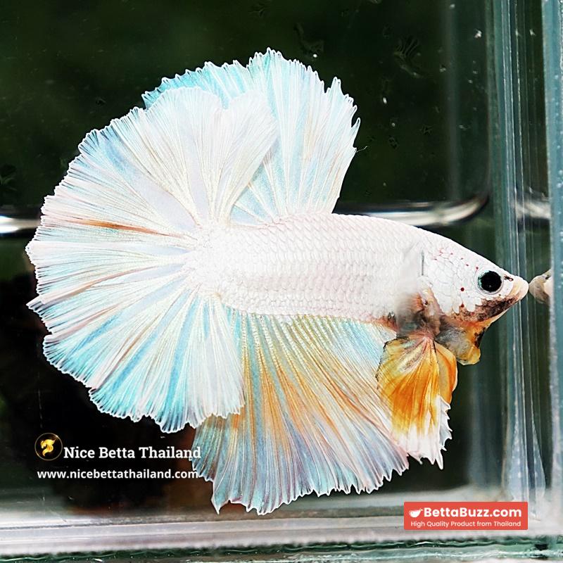 Betta Fish Platinum Yellow Moon Night Sky Hawk OHM