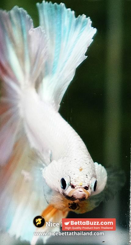 Betta Fish Platinum Yellow Moon Night Sky Hawk OHM - Image 7