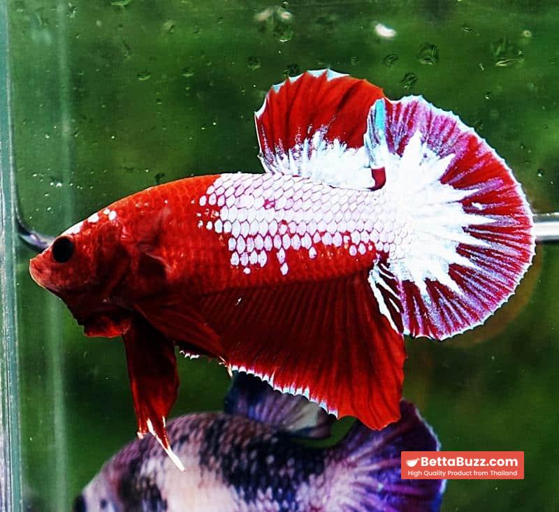 Betta fish HMPK Red Merman White Eyebrow - Image 4