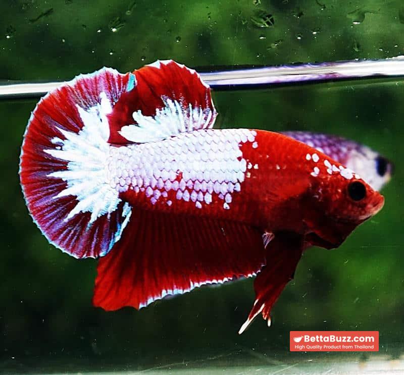 Betta fish HMPK Red Merman White Eyebrow - Image 3